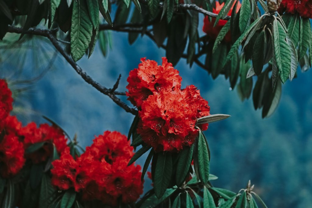 Flower Rhododendron